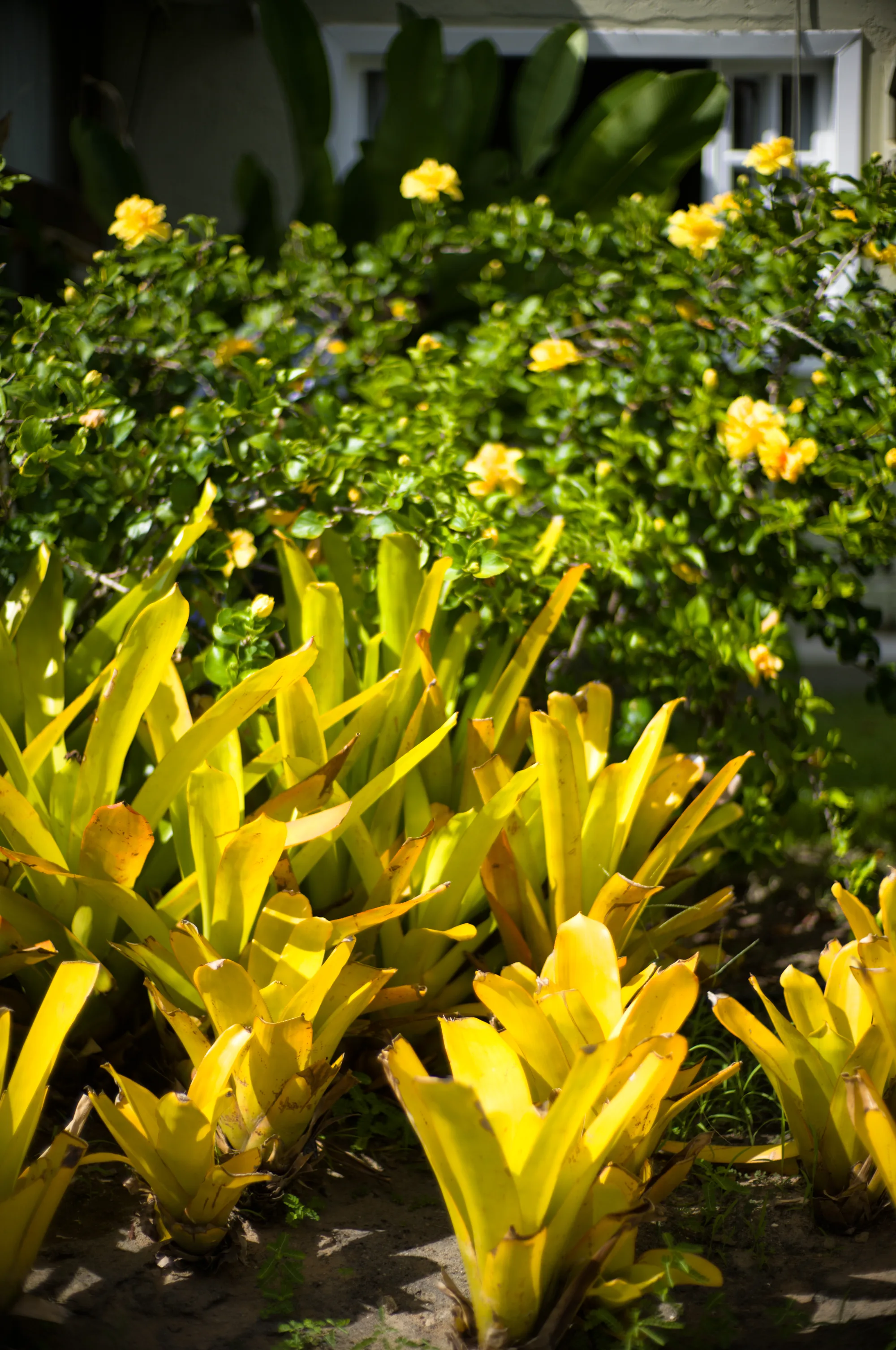 O jardim