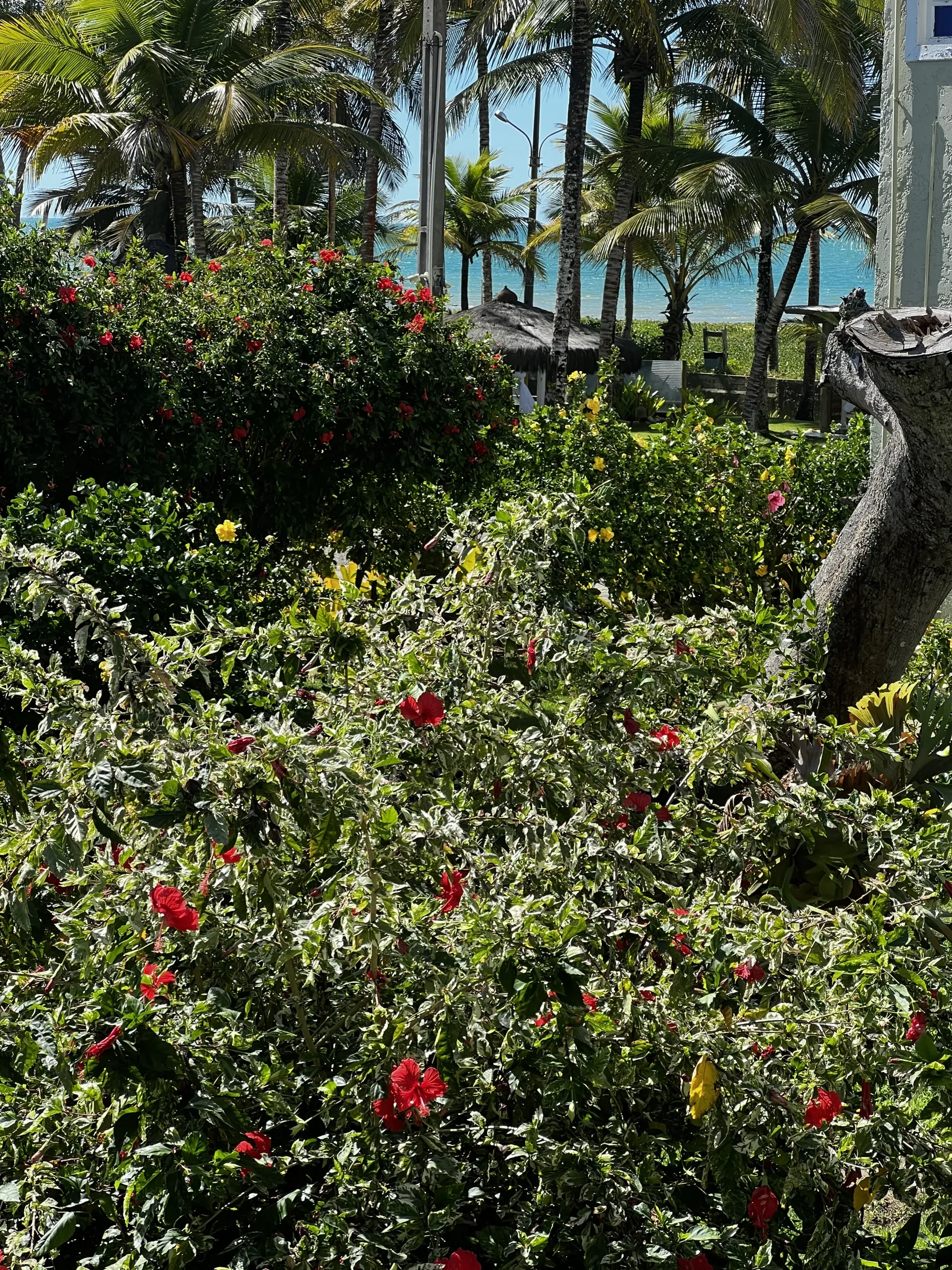 O jardim